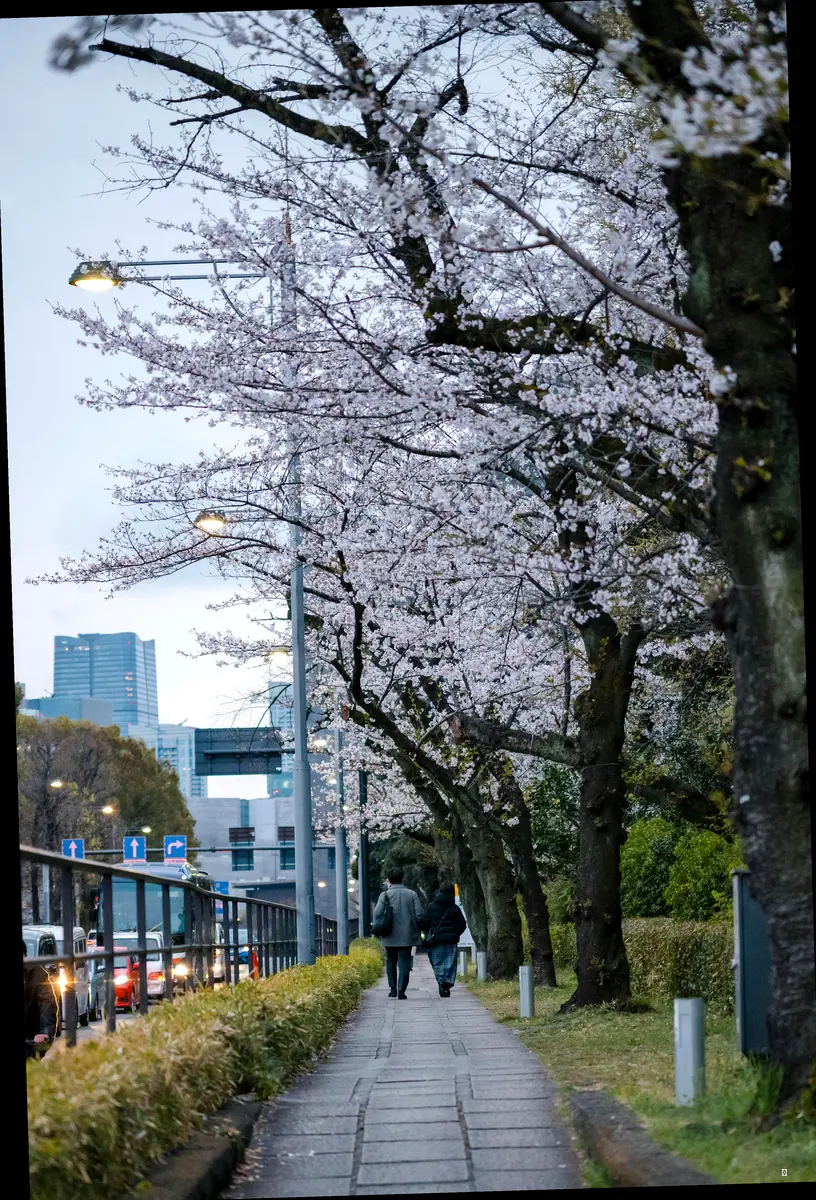 거창 수양벚꽃길 정보 한눈에 보기