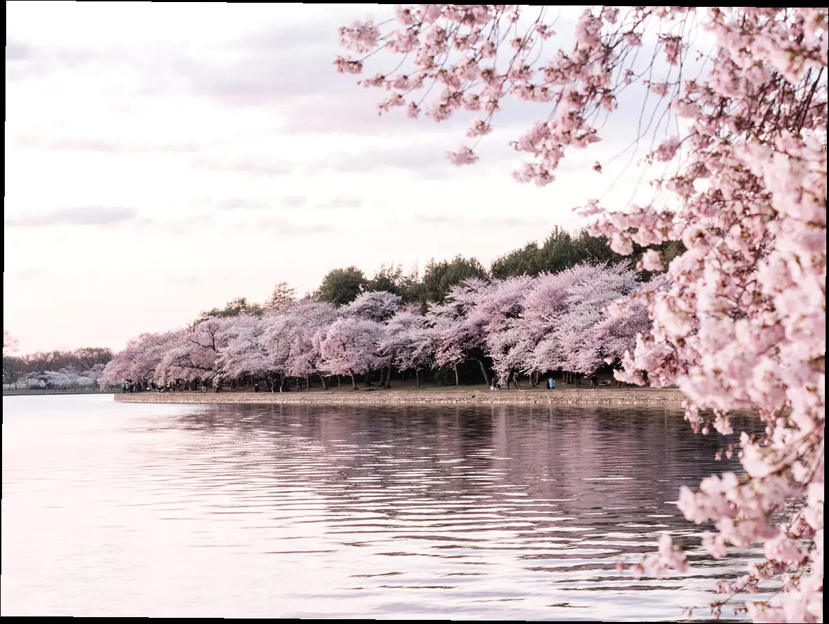 🌸 영광 벚꽃 개화 시기 & 숨겨진 명소: 나만 알고 싶은 벚꽃 스팟 🌸