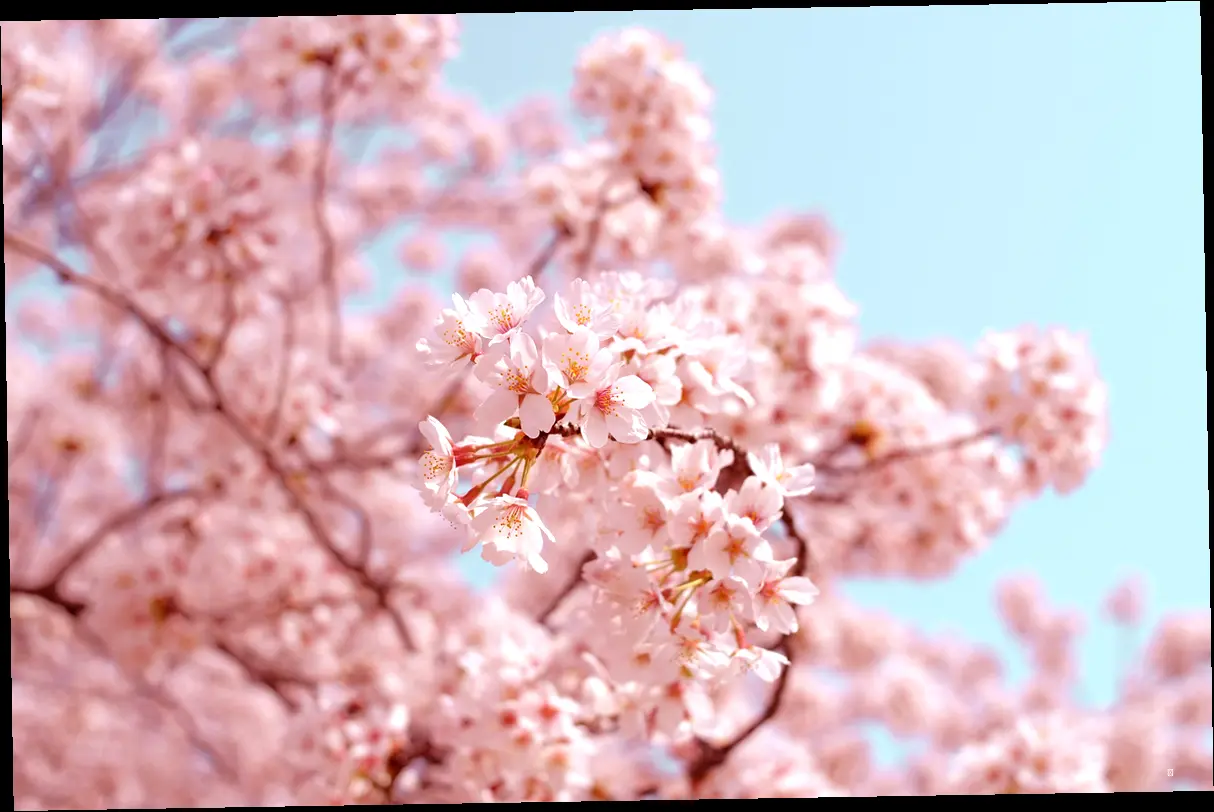 전면 취소된 벚꽃 축제 & 축소 운영 축제 한눈에 보기