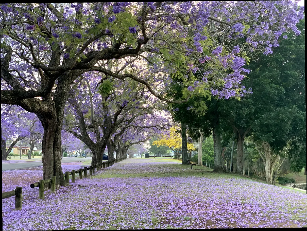 눈과 마음을 사로잡는 다채로운 볼거리 🌺🌷🌹