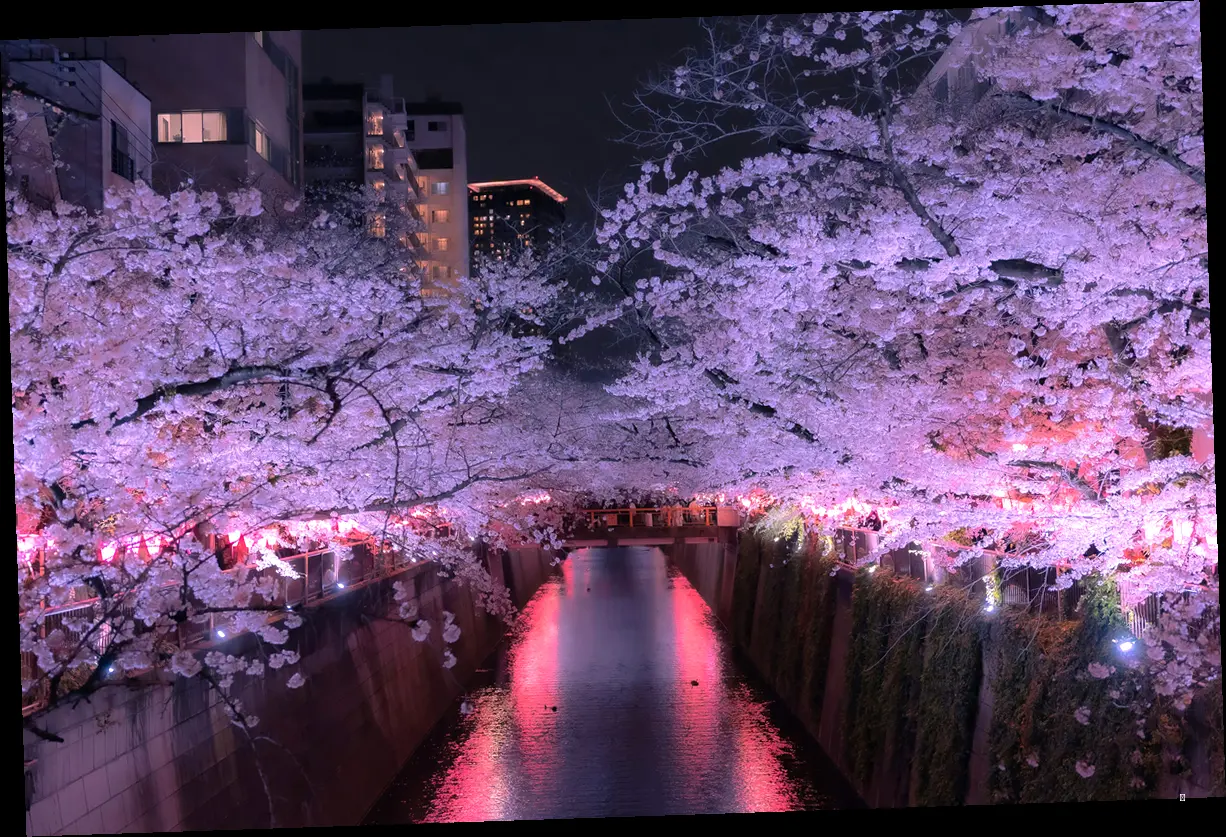 전주 벚꽃 명소 완벽 분석! 🌸 어디로 가야 인생샷 건질까?📸