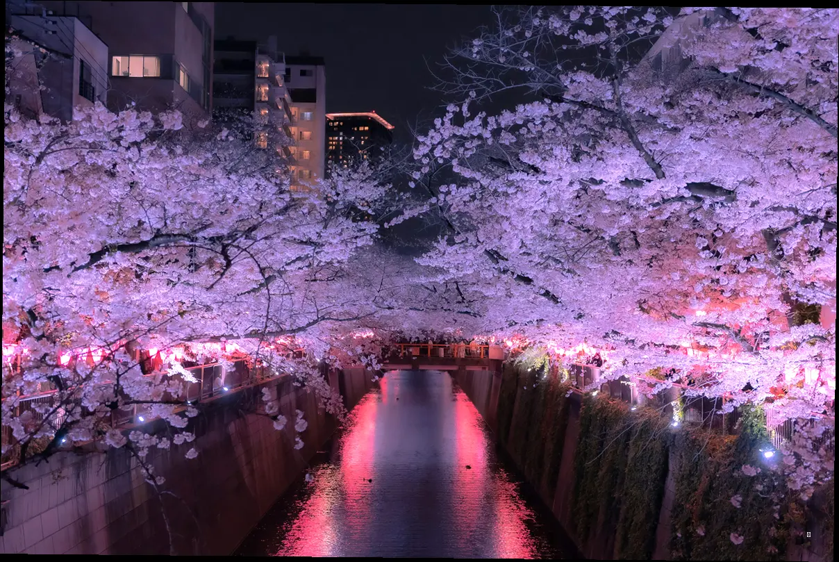 제주 벚꽃 축제, 어디서 뭘 해야 할까? 🌸 행사 총정리 📝