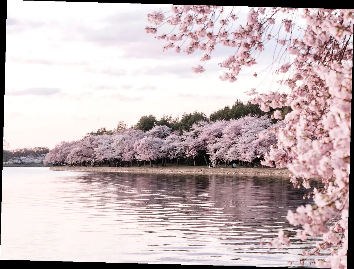 벚꽃놀이, 이것만은 꼭 챙겨가자! 🌸🧺📷