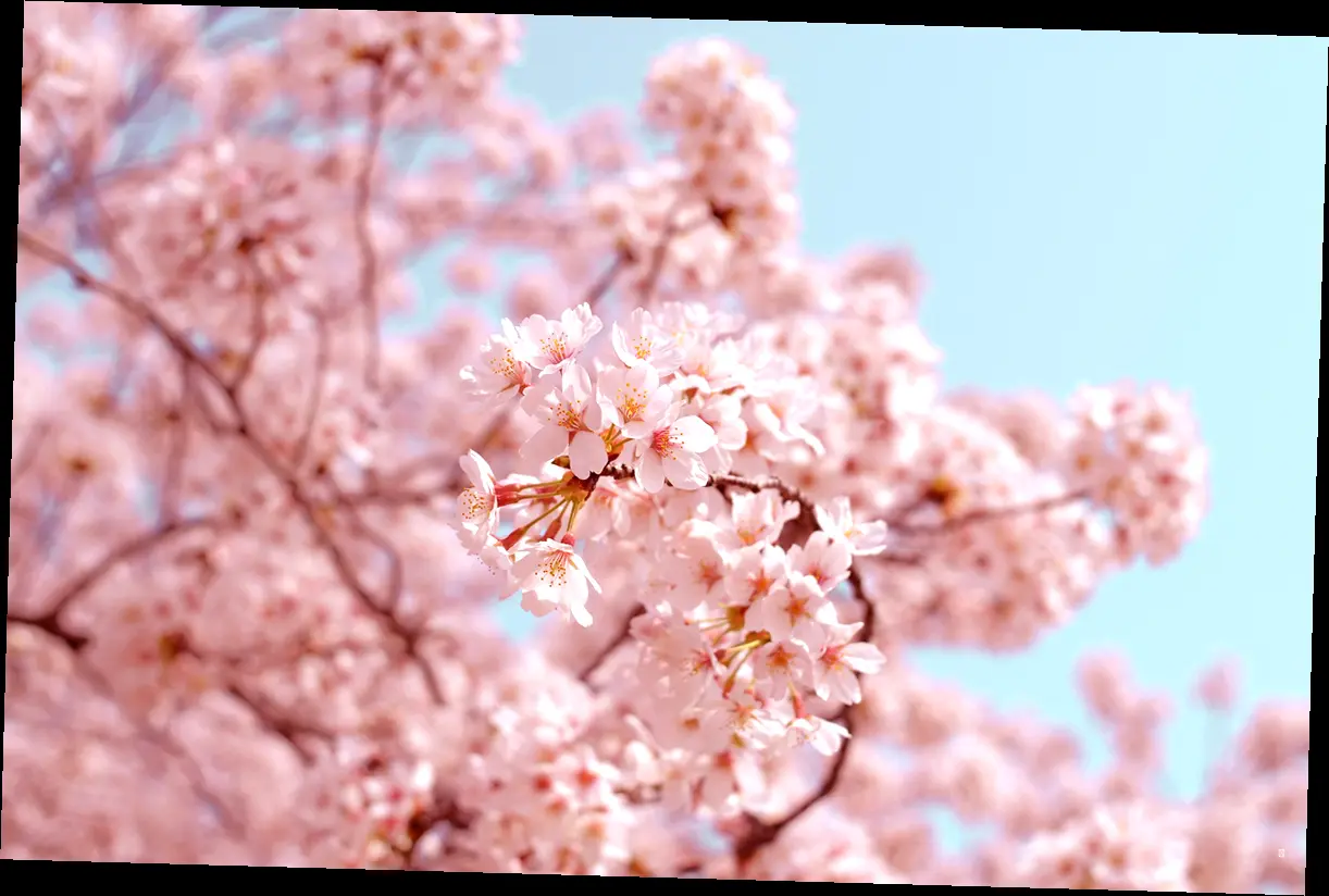 수도권 벚꽃 명소, 서울/경기/인천 벚꽃 핫플은 여기! 🌸