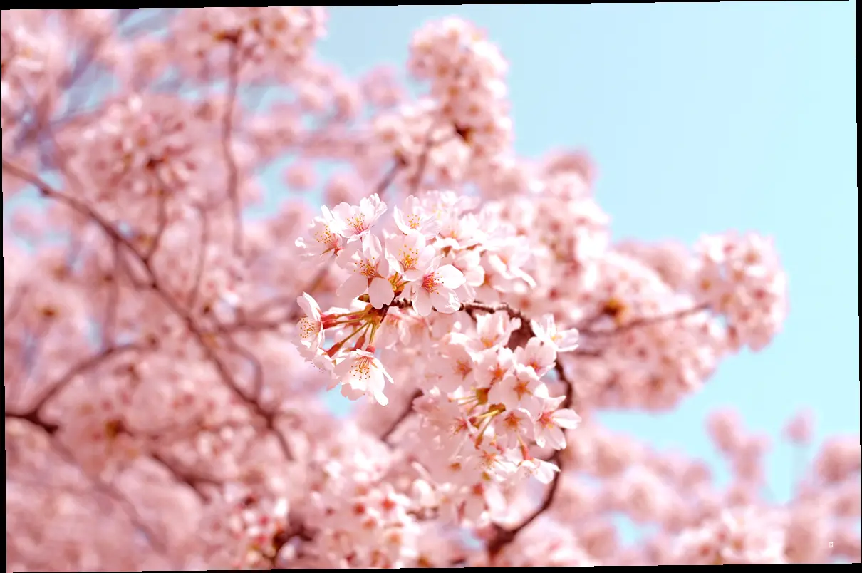 🌸수영구 vs 해운대구, 벚꽃 명소 한눈에 비교!🌸