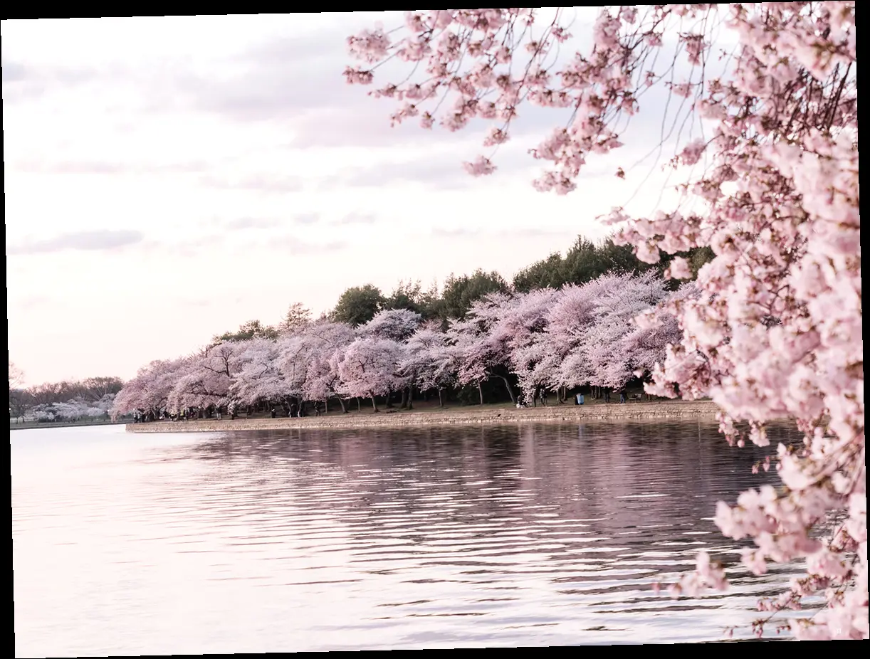 🌸 화담숲 벚꽃놀이, 한눈에 보는 핵심 정보! 🌸