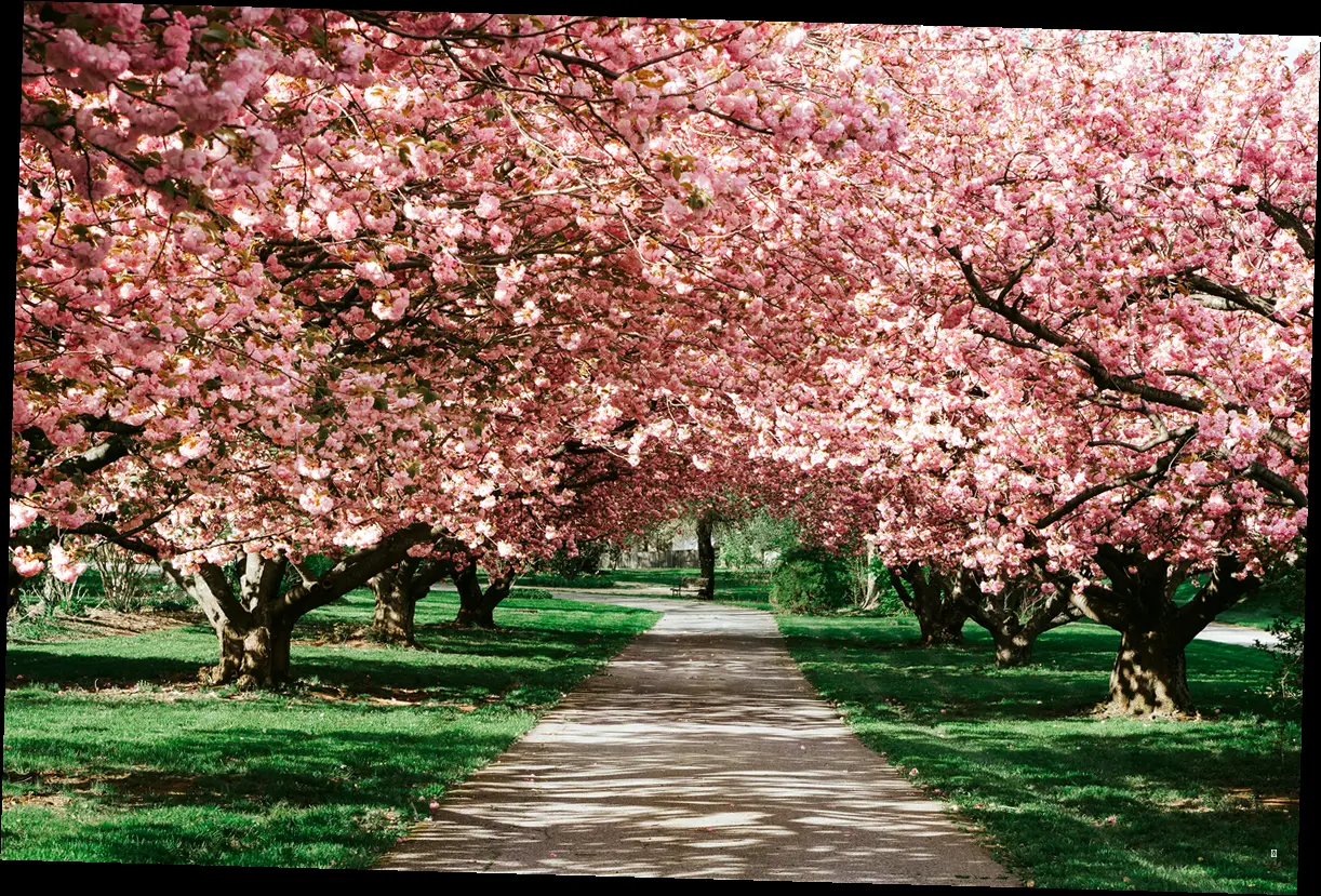 🌸 2025 화담숲 벚꽃 개화시기, 언제쯤 만날 수 있을까? 🌸