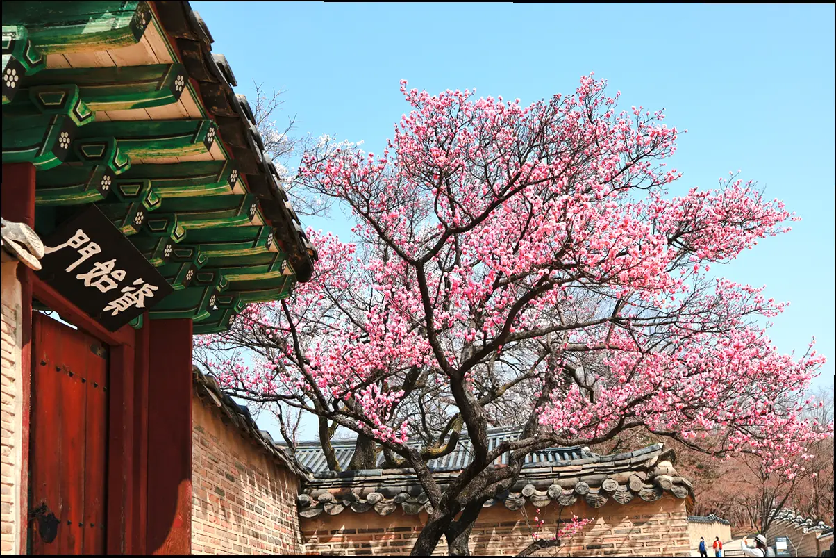 2025년 통도사 홍매화 개화 정보 한눈에 보기