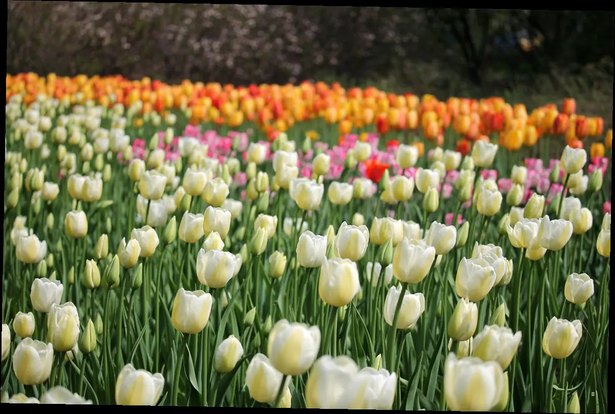전국 팔도 봄꽃 축제 일정 한눈에 보기!