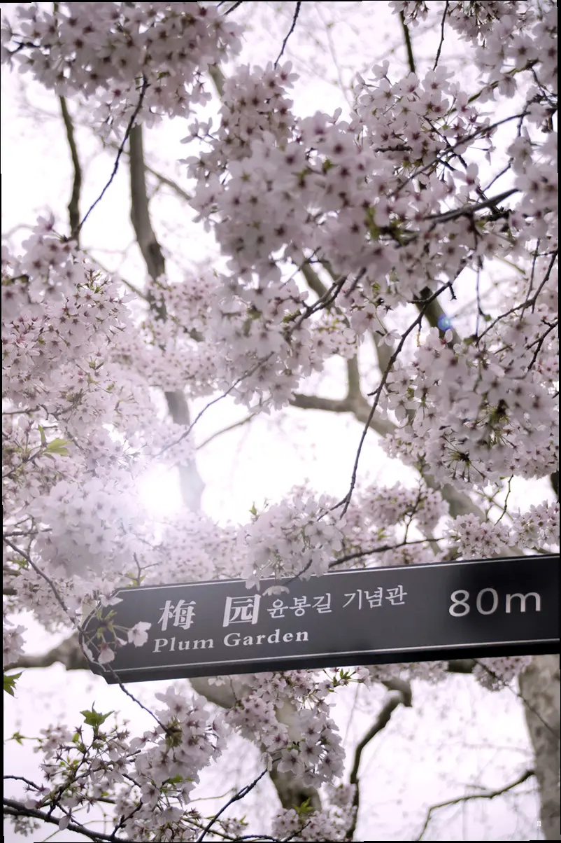 화엄사 홍매화 정보 한눈에 보기