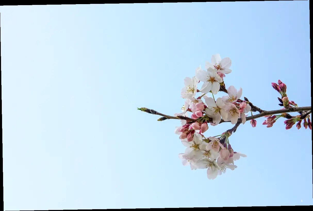 🌸 군위 벚꽃 명소 BEST 7, 숨겨진 보석들을 찾아서!